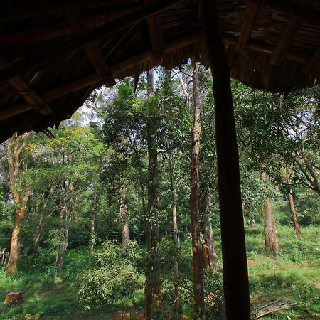 Tall Trees - Modern Forest Villa In Wayanad Sultan Bathery Eksteriør billede